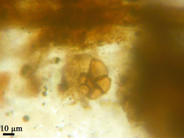 100 Million Year Old Marine Plankton Found In Amber